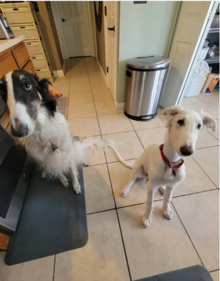 Illustration de l'article : 20 photos de Barzoïs, ces lévriers à l'élégance et à la douceur exceptionnelles