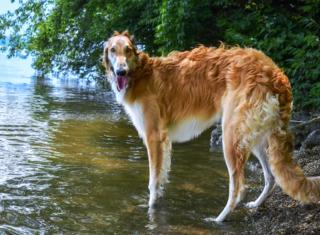 Illustration de l'article : 20 photos de Barzoïs, ces lévriers à l'élégance et à la douceur exceptionnelles