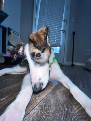 Illustration de l'article : 20 photos de Barzoïs, ces lévriers à l'élégance et à la douceur exceptionnelles