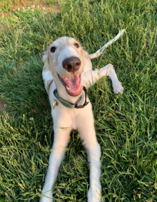 Illustration de l'article : 20 photos de Barzoïs, ces lévriers à l'élégance et à la douceur exceptionnelles