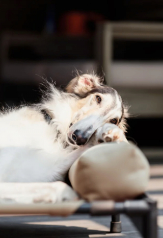 Illustration de l'article : 20 photos de Barzoïs, ces lévriers à l'élégance et à la douceur exceptionnelles