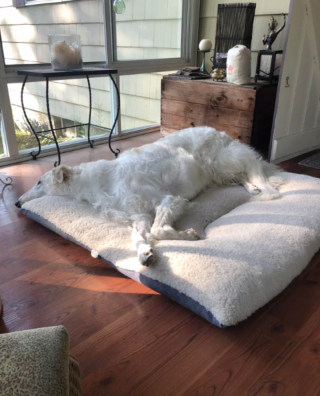 Illustration de l'article : 20 photos de Barzoïs, ces lévriers à l'élégance et à la douceur exceptionnelles