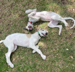 Illustration de l'article : 20 photos de Barzoïs, ces lévriers à l'élégance et à la douceur exceptionnelles