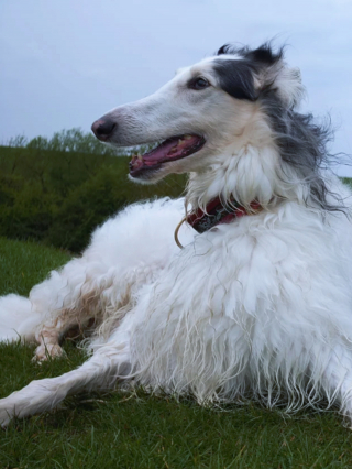 Illustration de l'article : 20 photos de Barzoïs, ces lévriers à l'élégance et à la douceur exceptionnelles