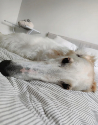 Illustration de l'article : 20 photos de Barzoïs, ces lévriers à l'élégance et à la douceur exceptionnelles