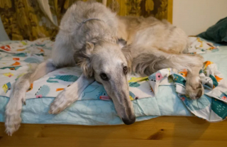 Illustration de l'article : 20 photos de Barzoïs, ces lévriers à l'élégance et à la douceur exceptionnelles