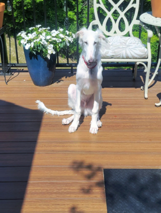 Illustration de l'article : 20 photos de Barzoïs, ces lévriers à l'élégance et à la douceur exceptionnelles