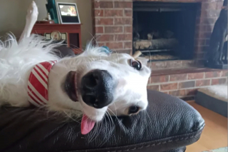 Illustration de l'article : 20 photos de Barzoïs, ces lévriers à l'élégance et à la douceur exceptionnelles