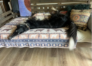 Illustration de l'article : 20 photos de Barzoïs, ces lévriers à l'élégance et à la douceur exceptionnelles