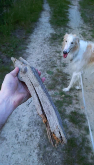 Illustration de l'article : 20 photos de Barzoïs, ces lévriers à l'élégance et à la douceur exceptionnelles