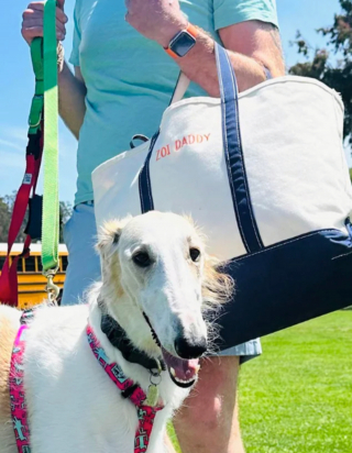 Illustration de l'article : 20 photos de Barzoïs, ces lévriers à l'élégance et à la douceur exceptionnelles