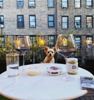 Illustration de l'article : 20 photos de chiens qui ont transformé leur balcon en tour de guet