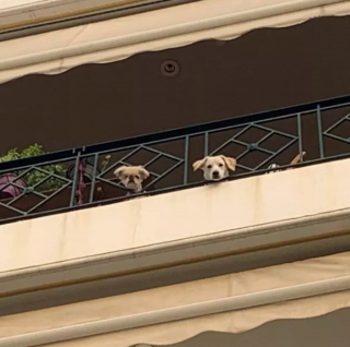 Illustration de l'article : 20 photos de chiens qui ont transformé leur balcon en tour de guet