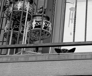 Illustration de l'article : 20 photos de chiens qui ont transformé leur balcon en tour de guet
