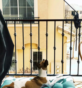 Illustration de l'article : 20 photos de chiens qui ont transformé leur balcon en tour de guet
