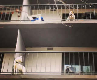 Illustration de l'article : 20 photos de chiens qui ont transformé leur balcon en tour de guet