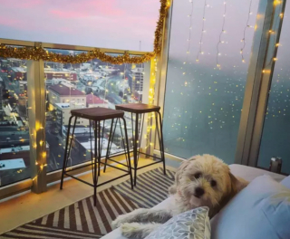 Illustration de l'article : 20 photos de chiens qui ont transformé leur balcon en tour de guet