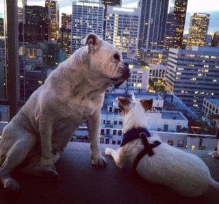 Illustration de l'article : 20 photos de chiens qui ont transformé leur balcon en tour de guet