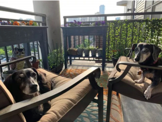 Illustration de l'article : 20 photos de chiens qui ont transformé leur balcon en tour de guet