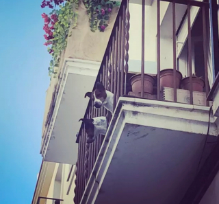Illustration de l'article : 20 photos de chiens qui ont transformé leur balcon en tour de guet