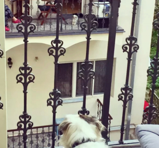 Illustration de l'article : 20 photos de chiens qui ont transformé leur balcon en tour de guet