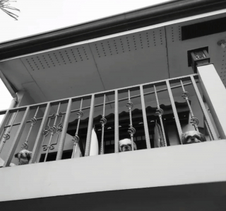 Illustration de l'article : 20 photos de chiens qui ont transformé leur balcon en tour de guet