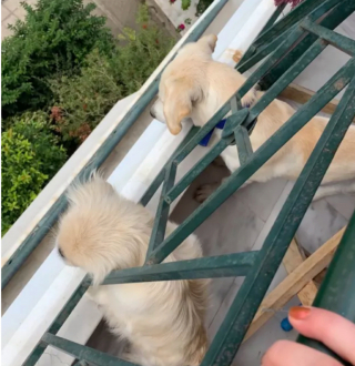 Illustration de l'article : 20 photos de chiens qui ont transformé leur balcon en tour de guet