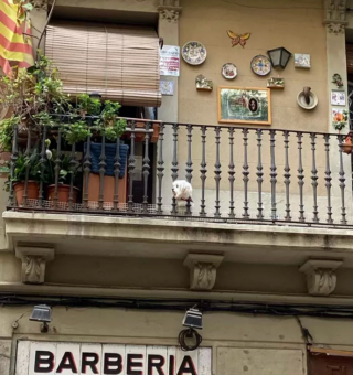 Illustration de l'article : 20 photos de chiens qui ont transformé leur balcon en tour de guet