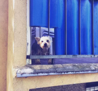 Illustration de l'article : 20 photos de chiens qui ont transformé leur balcon en tour de guet