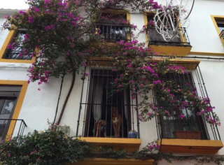 Illustration de l'article : 20 photos de chiens qui ont transformé leur balcon en tour de guet