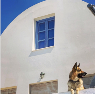 Illustration de l'article : 15 moments forts partagés entre chiens et propriétaires en voyage