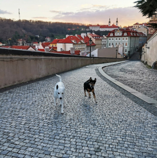 Illustration de l'article : 15 moments forts partagés entre chiens et propriétaires en voyage