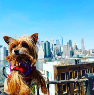 Illustration de l'article : 15 moments forts partagés entre chiens et propriétaires en voyage