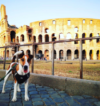 Illustration de l'article : 15 moments forts partagés entre chiens et propriétaires en voyage