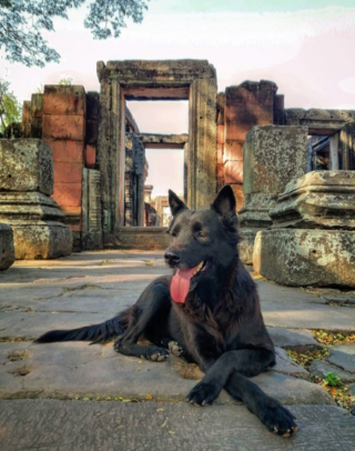 Illustration de l'article : 15 moments forts partagés entre chiens et propriétaires en voyage