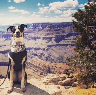 Illustration de l'article : 15 moments forts partagés entre chiens et propriétaires en voyage