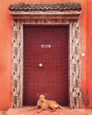 Illustration de l'article : 15 moments forts partagés entre chiens et propriétaires en voyage