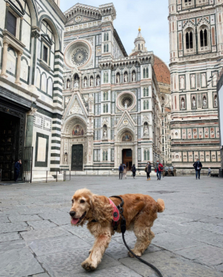 Illustration de l'article : 15 moments forts partagés entre chiens et propriétaires en voyage