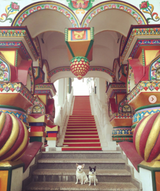 Illustration de l'article : 15 moments forts partagés entre chiens et propriétaires en voyage