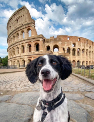 Illustration de l'article : 15 moments forts partagés entre chiens et propriétaires en voyage