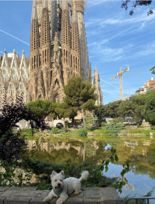 Illustration de l'article : 15 moments forts partagés entre chiens et propriétaires en voyage