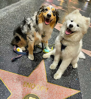 Illustration de l'article : 15 moments forts partagés entre chiens et propriétaires en voyage