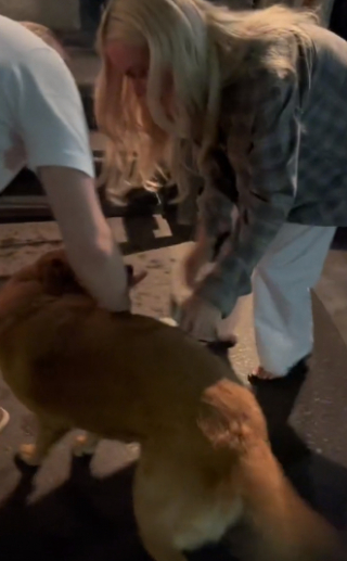 Illustration de l'article : Leo est le plus heureux des chiens, lorsqu’il retrouve enfin sa famille après une longue séparation de 3 mois (vidéo)