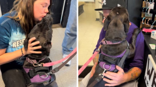 Illustration de l'article : Une chienne débordante d’amour et d’énergie a patienté 730 jours avant de trouver sa famille pour la vie