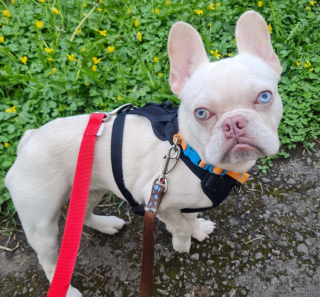 Illustration de l'article : Faites connaissance avec Stanley le courageux Bouledogue Français, jeune victime d’un manque de soins médicaux (vidéo)