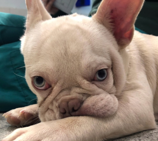 Illustration de l'article : Faites connaissance avec Stanley le courageux Bouledogue Français, jeune victime d’un manque de soins médicaux (vidéo)