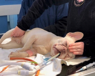 Illustration de l'article : Faites connaissance avec Stanley le courageux Bouledogue Français, jeune victime d’un manque de soins médicaux (vidéo)