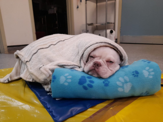 Illustration de l'article : Faites connaissance avec Stanley le courageux Bouledogue Français, jeune victime d’un manque de soins médicaux (vidéo)