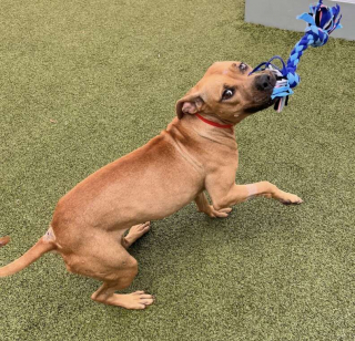 Illustration de l'article : Une chienne terrifiée est abandonnée dans une cage et espère que quelqu’un lui viendra en aide