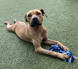 Illustration de l'article : Une chienne terrifiée est abandonnée dans une cage et espère que quelqu’un lui viendra en aide